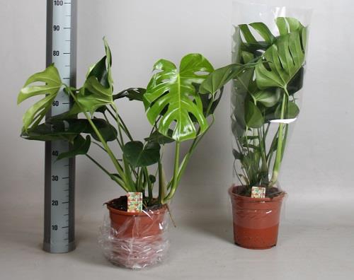 MONSTERA DELICIOSA