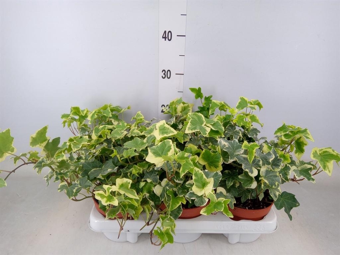 <h4>Hedera helix 'Tonny'</h4>