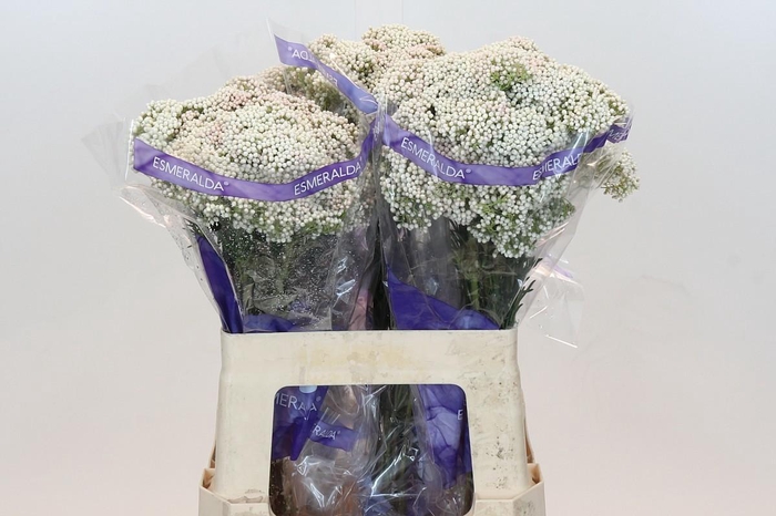 <h4>OZOTH COOKS SNOW WHI</h4>