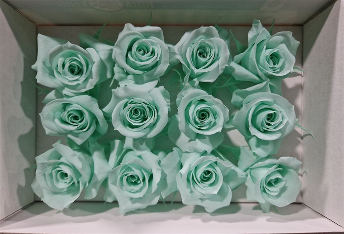 Ro Pres Mini Green Mint