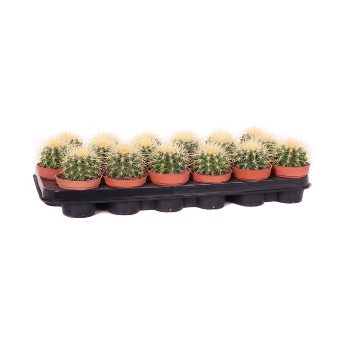 <h4>Echinocactus grusonii 8,5 cm</h4>