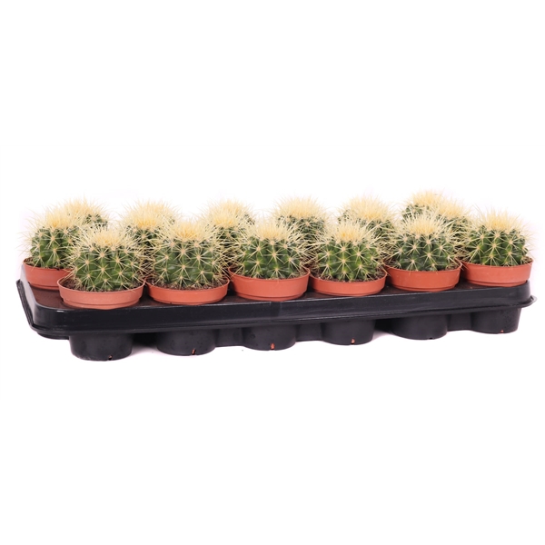 <h4>Echinocactus grusonii 8,5 cm</h4>