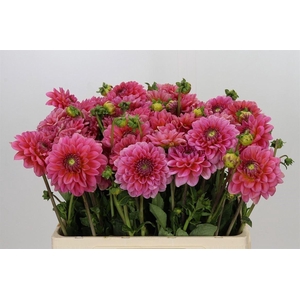 Dahlia Pink Runner