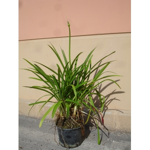 Agapanthus overig