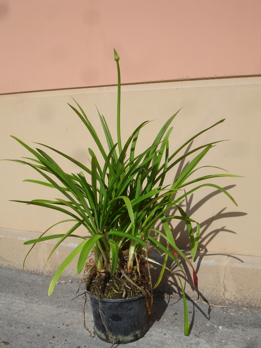 <h4>Agapanthus overig</h4>