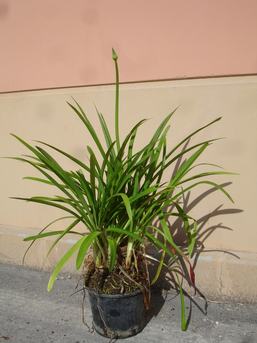 <h4>Agapanthus overig</h4>