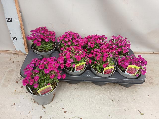 <h4>AUBR AXC DARK RED</h4>