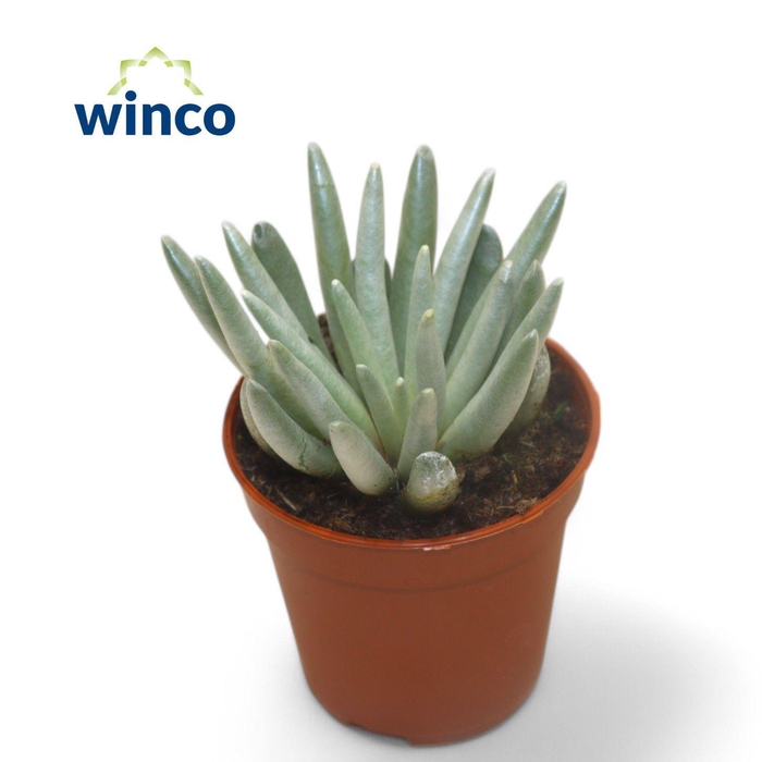 <h4>Senecio Scaposus</h4>