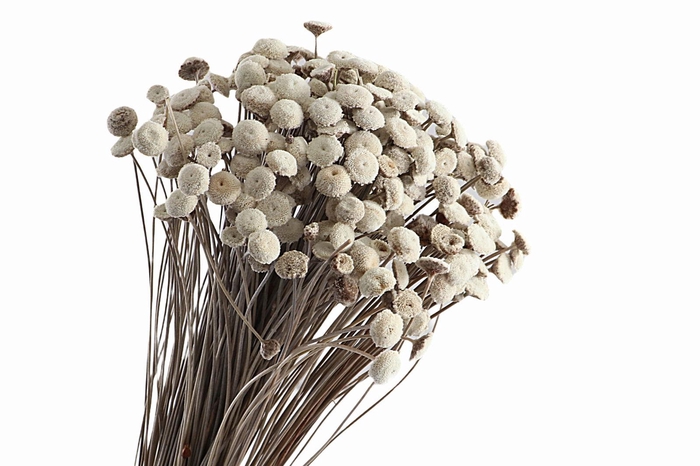 <h4>Botao Natural</h4>