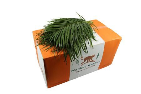 <h4>Phoenix Bq 60</h4>