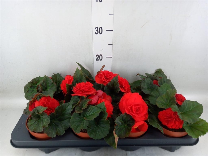 <h4>Begonia tuber. 'Tenella Scarlet'</h4>