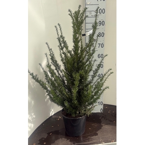 TAXUS BACCATA