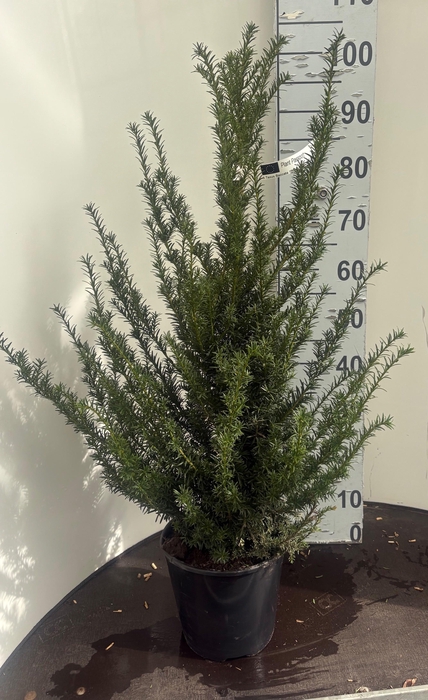 <h4>TAXUS BACCATA</h4>