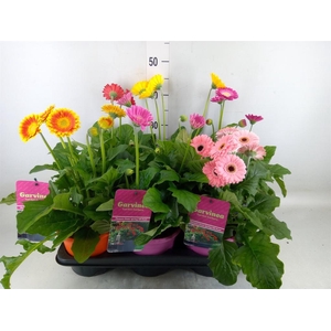 Gerbera  'Garvinea'   ...mix
