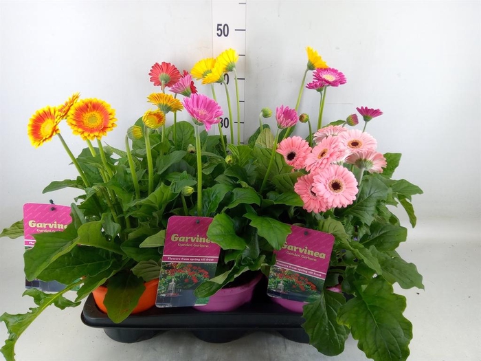 <h4>Gerbera  'Garvinea'   ...mix</h4>