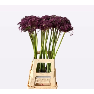 Allium Cherry