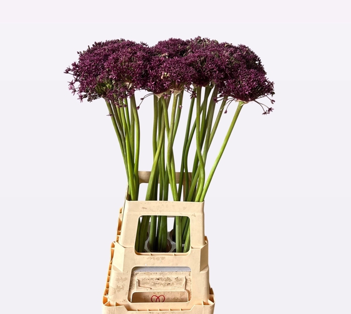 <h4>Allium Cherry</h4>