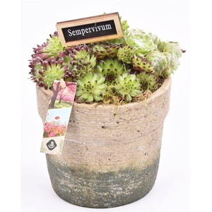 Cement pot naturel/groen 16.5cm