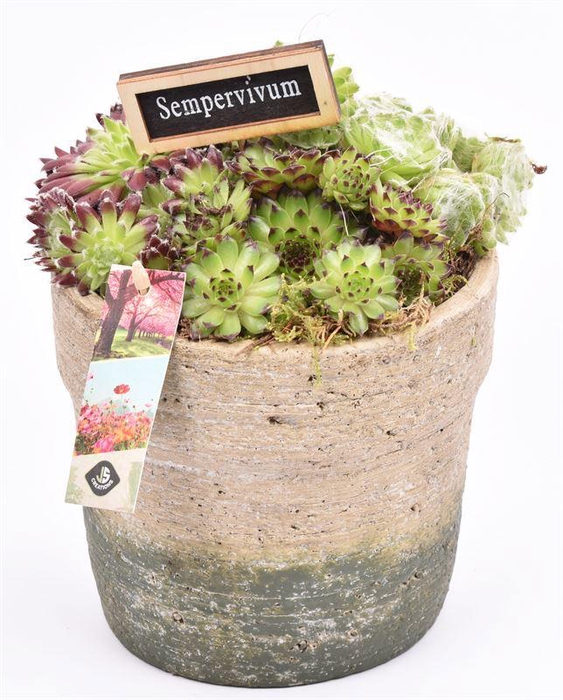 <h4>Cement pot naturel/groen 16.5cm</h4>