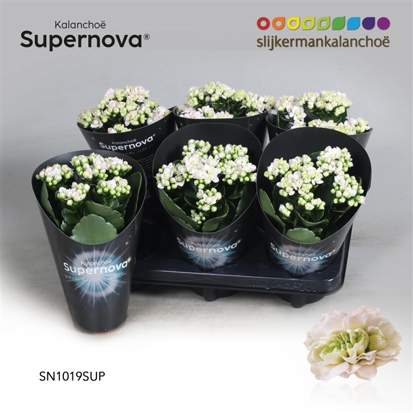 <h4>Kalanchoë Supernova Pinkish White</h4>