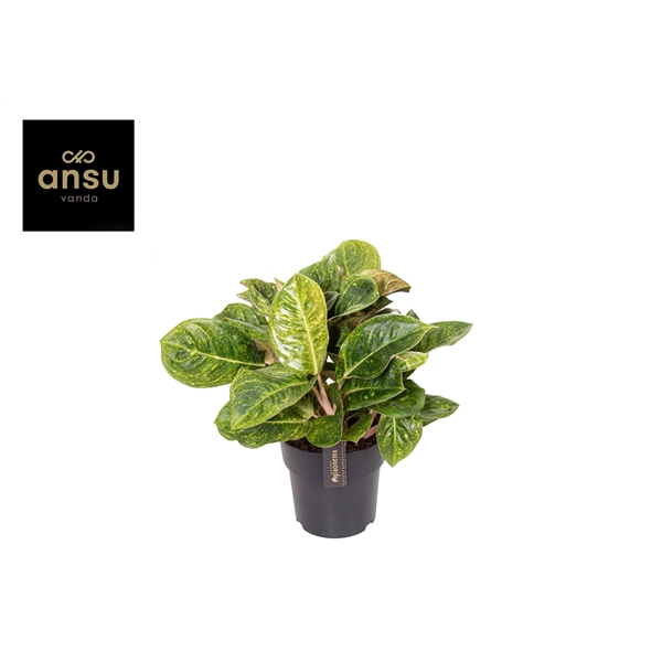 <h4>Aglaonema Apple Green</h4>