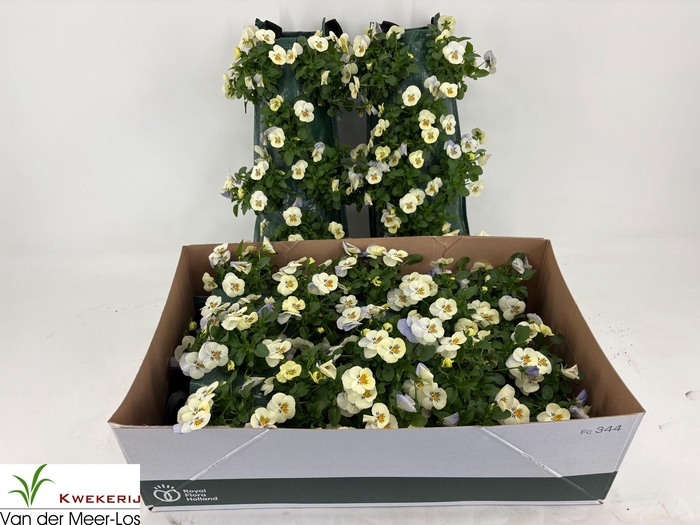 <h4>VIO CORNUTA</h4>