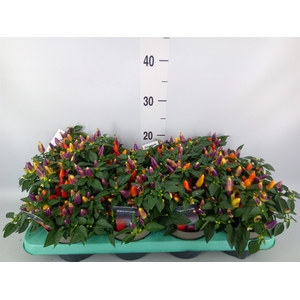 Capsicum annuum 'Torero Multic Red'