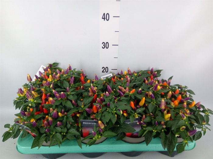<h4>Capsicum annuum 'Torero Multic Red'</h4>