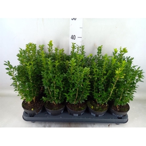Buxus semp.   ...