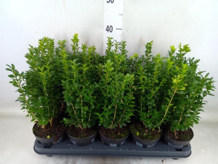 <h4>Buxus semp.   ...</h4>