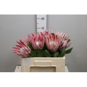 Protea Cynaroides