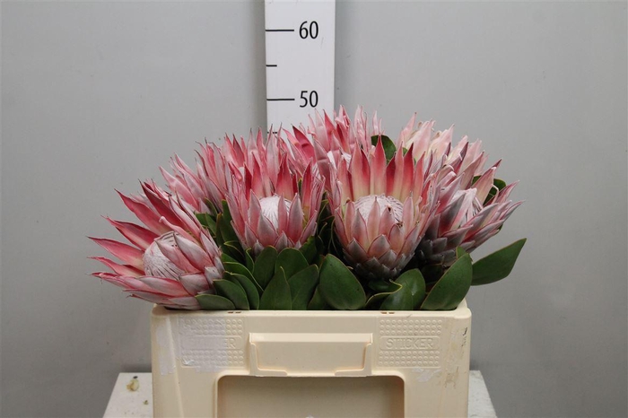 <h4>Protea Cynaroides</h4>