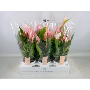 Anthurium andr. 'Lilli'