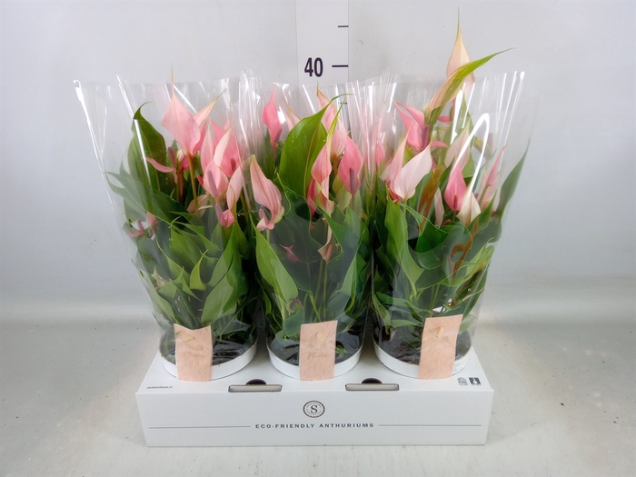 <h4>Anthurium andr. 'Lilli'</h4>