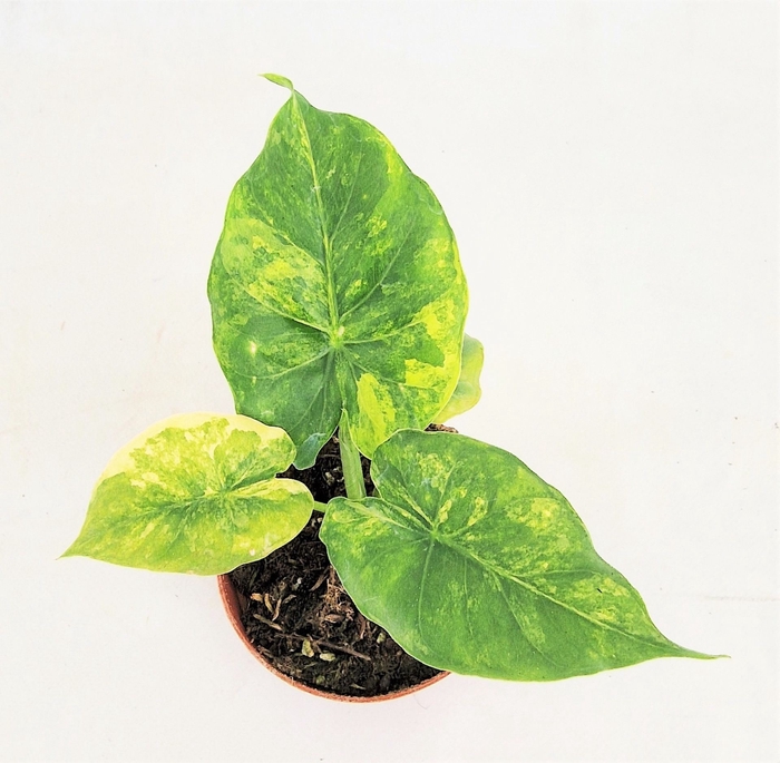 Alocasia
