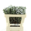 Brunia Blue Natural