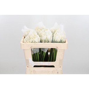 AGAP GLETSJER AGAP GLETSJER