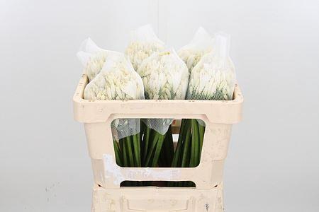 <h4>AGAP GLETSJER AGAP GLETSJER</h4>