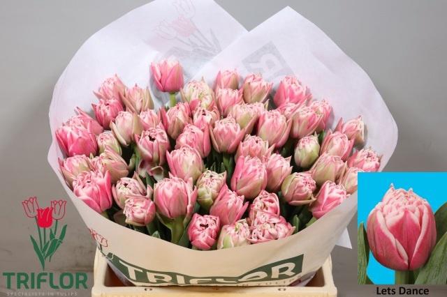 <h4>TU DU LETS DANCE</h4>