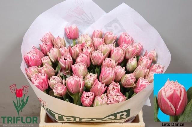 <h4>TU DU LETS DANCE</h4>