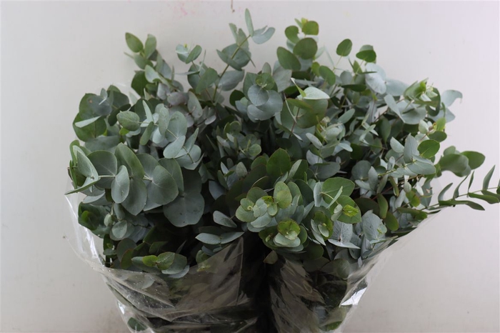 <h4>Euca Cinerea 200gr P Bunch</h4>
