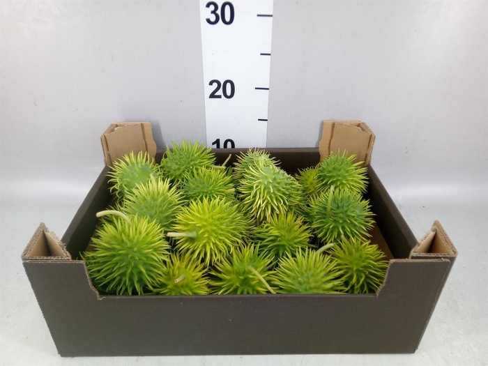 <h4>Cucumis hirsitus   .../stuk</h4>