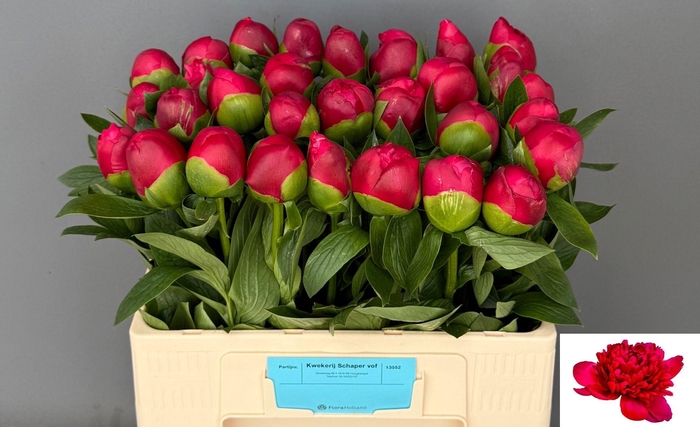 <h4>PAEO BELGRAVIA</h4>