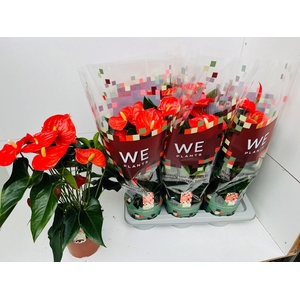 Anthurium Florida