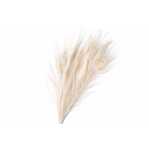 Dried Bleached Peacock Feathers