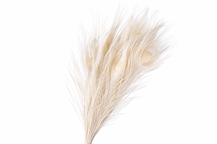 <h4>Dried Bleached Peacock Feathers</h4>