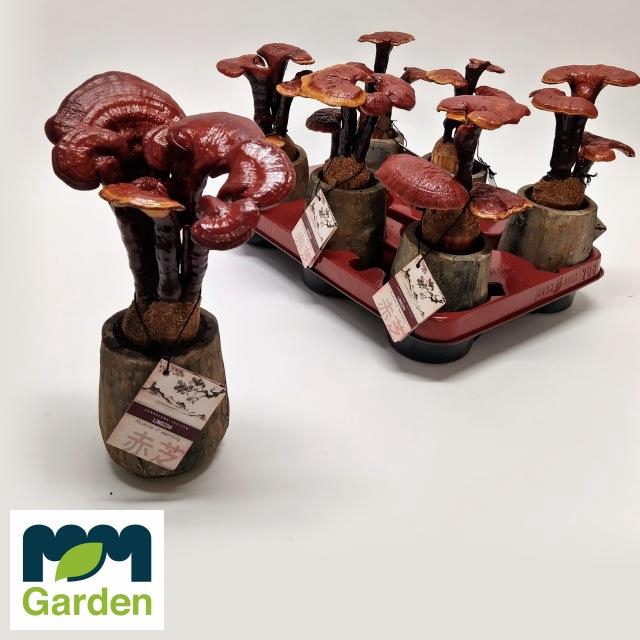 GANODERMA L LINGZHI