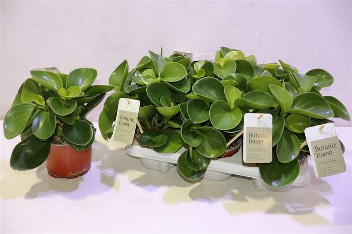 <h4>Pep Obt Green Gold</h4>