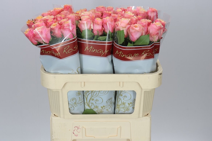 <h4>Rosa Gr Melange</h4>