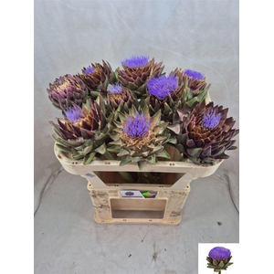 Cynara Sc Green Globe